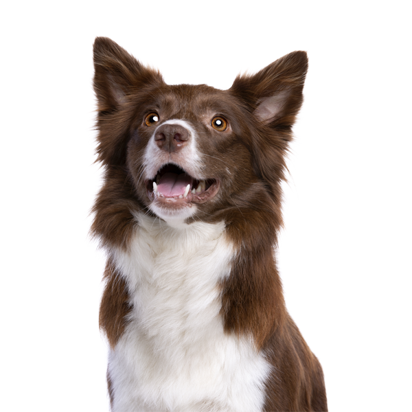 Adiestramiento Destefanis en Álava