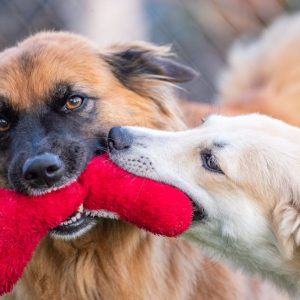 Pack de Juguetes Interactivos para Mascotas