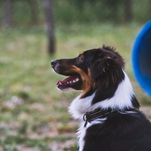 Curso Online de Adiestramiento Básico Canino